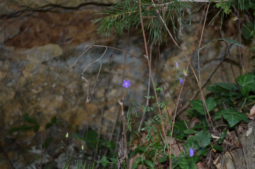 Santa Brigida (BG):  Campanula persicifolia